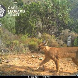 Caracal